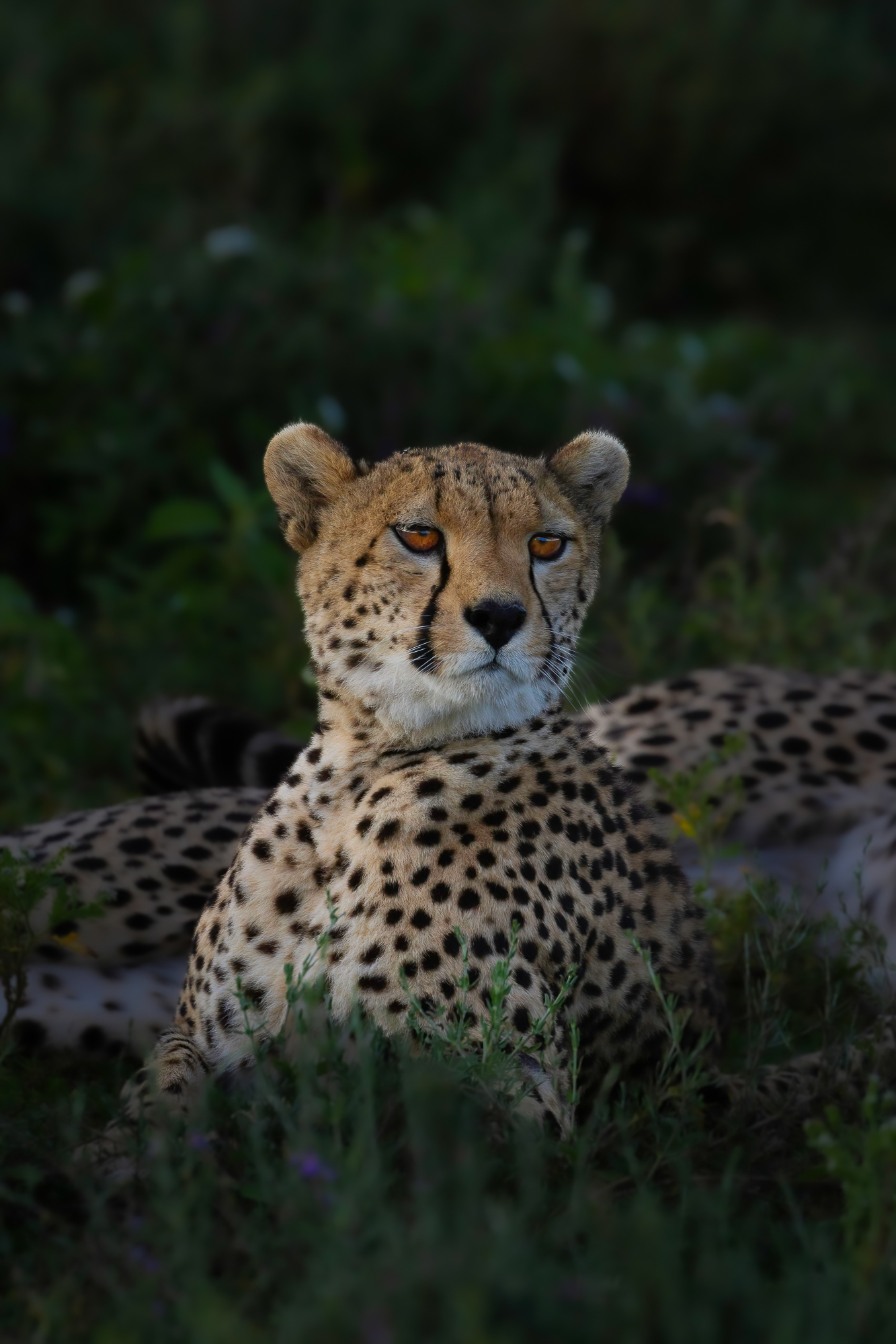 Photography VIP Safari Masterclass